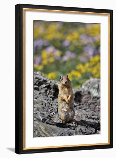 USA, Montana, Glacier NP. Columbia Ground Squirrel Close-up-Steve Terrill-Framed Photographic Print