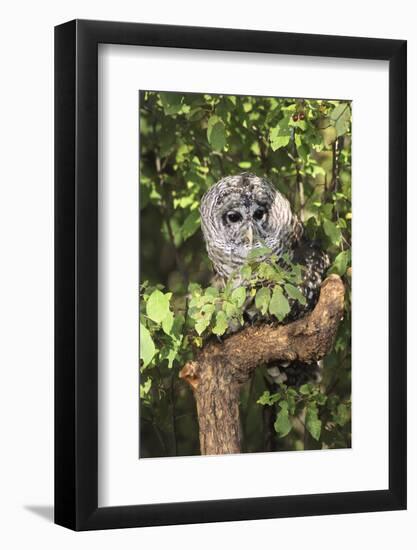 USA, Montana, Kalispell. Barred Owl in Tree at Triple D Game Farm-Jaynes Gallery-Framed Photographic Print