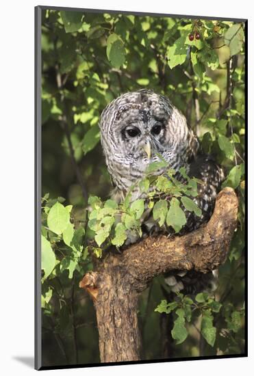 USA, Montana, Kalispell. Barred Owl in Tree at Triple D Game Farm-Jaynes Gallery-Mounted Photographic Print