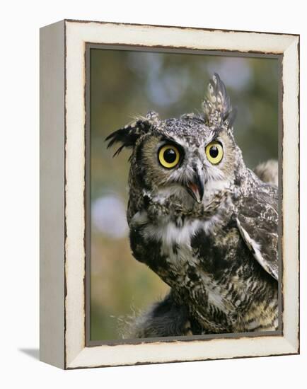 USA, Montana, Kalispell. Great Horned Owl at Triple D Game Farm-Jaynes Gallery-Framed Premier Image Canvas