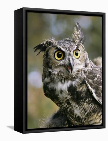 USA, Montana, Kalispell. Great Horned Owl at Triple D Game Farm-Jaynes Gallery-Framed Premier Image Canvas