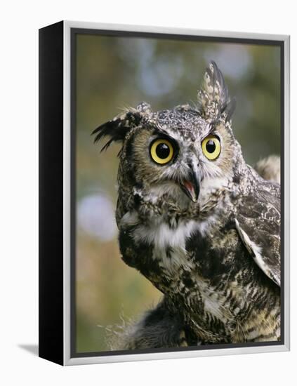 USA, Montana, Kalispell. Great Horned Owl at Triple D Game Farm-Jaynes Gallery-Framed Premier Image Canvas