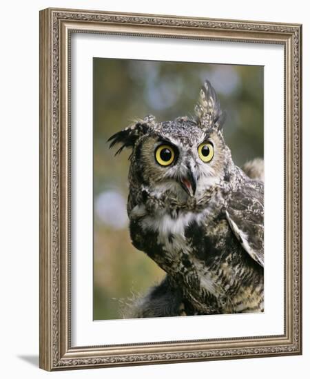 USA, Montana, Kalispell. Great Horned Owl at Triple D Game Farm-Jaynes Gallery-Framed Photographic Print