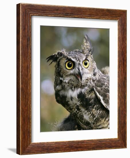 USA, Montana, Kalispell. Great Horned Owl at Triple D Game Farm-Jaynes Gallery-Framed Photographic Print