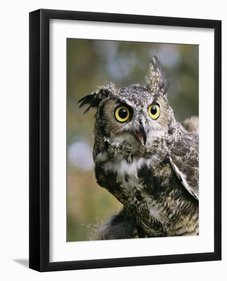 USA, Montana, Kalispell. Great Horned Owl at Triple D Game Farm-Jaynes Gallery-Framed Photographic Print