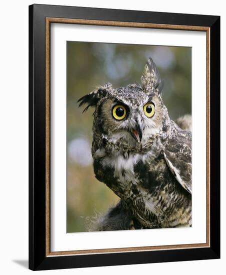 USA, Montana, Kalispell. Great Horned Owl at Triple D Game Farm-Jaynes Gallery-Framed Photographic Print