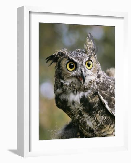 USA, Montana, Kalispell. Great Horned Owl at Triple D Game Farm-Jaynes Gallery-Framed Photographic Print