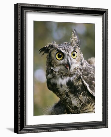 USA, Montana, Kalispell. Great Horned Owl at Triple D Game Farm-Jaynes Gallery-Framed Photographic Print