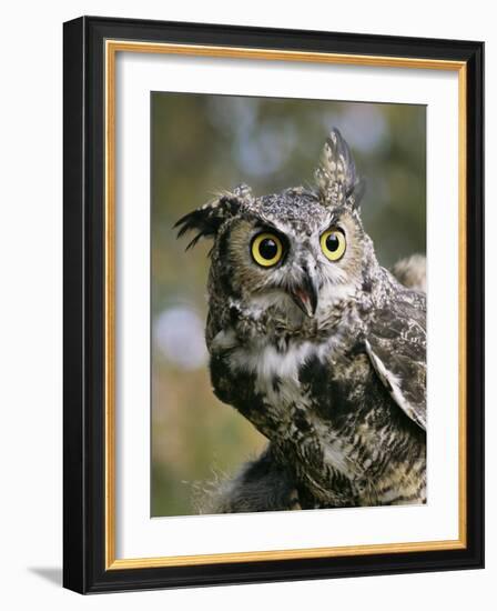 USA, Montana, Kalispell. Great Horned Owl at Triple D Game Farm-Jaynes Gallery-Framed Photographic Print