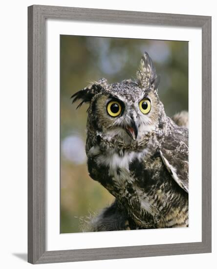 USA, Montana, Kalispell. Great Horned Owl at Triple D Game Farm-Jaynes Gallery-Framed Photographic Print