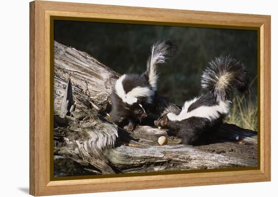 USA, Montana, Kalispell. Skunks Eating Egg at Triple D Game Farm-Jaynes Gallery-Framed Premier Image Canvas
