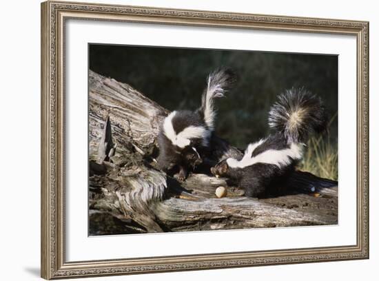 USA, Montana, Kalispell. Skunks Eating Egg at Triple D Game Farm-Jaynes Gallery-Framed Photographic Print