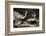 USA, Montana, Kalispell. Skunks Eating Egg at Triple D Game Farm-Jaynes Gallery-Framed Photographic Print