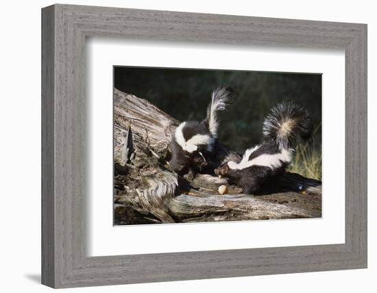 USA, Montana, Kalispell. Skunks Eating Egg at Triple D Game Farm-Jaynes Gallery-Framed Photographic Print