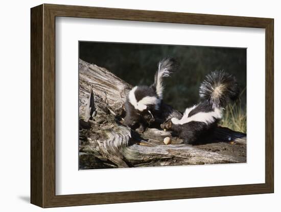 USA, Montana, Kalispell. Skunks Eating Egg at Triple D Game Farm-Jaynes Gallery-Framed Photographic Print