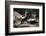 USA, Montana, Kalispell. Skunks Eating Egg at Triple D Game Farm-Jaynes Gallery-Framed Photographic Print