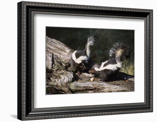 USA, Montana, Kalispell. Skunks Eating Egg at Triple D Game Farm-Jaynes Gallery-Framed Photographic Print