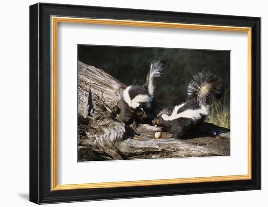 USA, Montana, Kalispell. Skunks Eating Egg at Triple D Game Farm-Jaynes Gallery-Framed Photographic Print