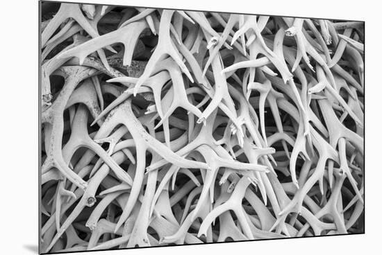 USA, Montana. National Bison Range, Deer Antlers-Hollice Looney-Mounted Premium Photographic Print