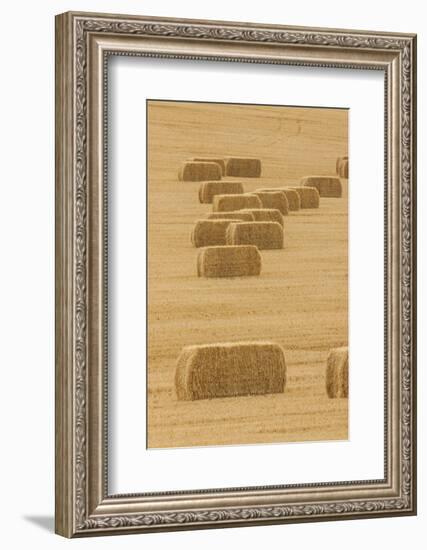 Usa, Montana, near Drummond. Bales of hay in a field that has just been harvested.-Tom Haseltine-Framed Photographic Print