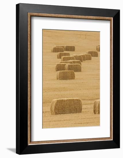 Usa, Montana, near Drummond. Bales of hay in a field that has just been harvested.-Tom Haseltine-Framed Photographic Print