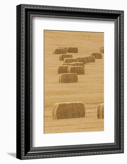 Usa, Montana, near Drummond. Bales of hay in a field that has just been harvested.-Tom Haseltine-Framed Photographic Print