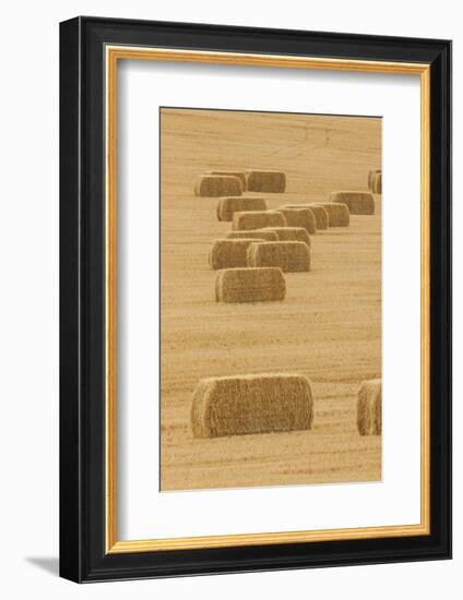 Usa, Montana, near Drummond. Bales of hay in a field that has just been harvested.-Tom Haseltine-Framed Photographic Print