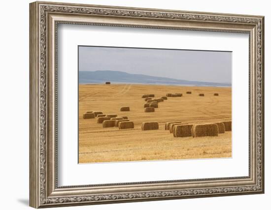 USA, Montana, near Drummond. Bales of hay in a field that has just been harvested.-Tom Haseltine-Framed Photographic Print