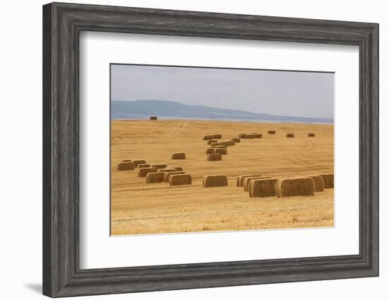 USA, Montana, near Drummond. Bales of hay in a field that has just been harvested.-Tom Haseltine-Framed Photographic Print