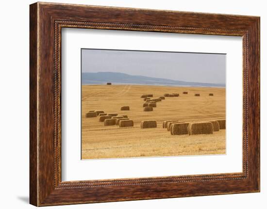 USA, Montana, near Drummond. Bales of hay in a field that has just been harvested.-Tom Haseltine-Framed Photographic Print