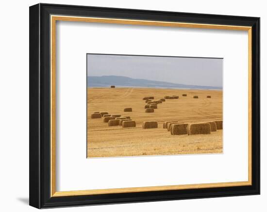 USA, Montana, near Drummond. Bales of hay in a field that has just been harvested.-Tom Haseltine-Framed Photographic Print