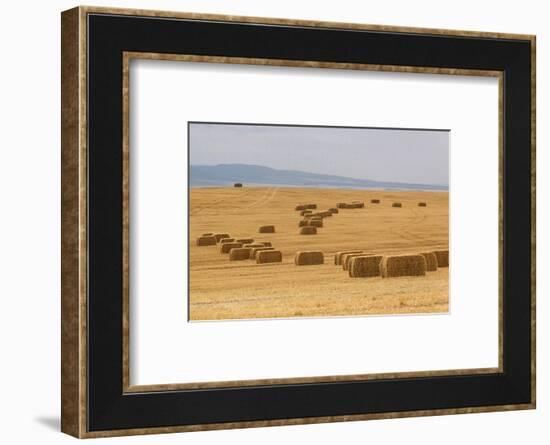 USA, Montana, near Drummond. Bales of hay in a field that has just been harvested.-Tom Haseltine-Framed Photographic Print