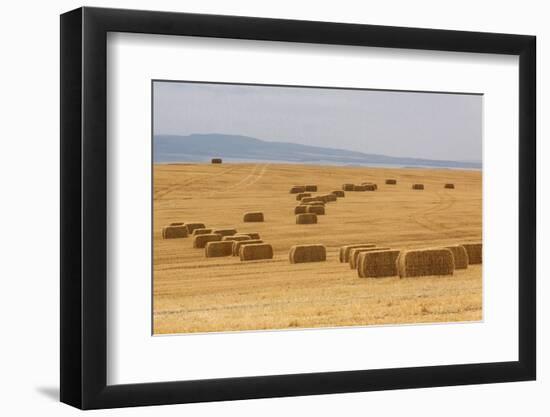 USA, Montana, near Drummond. Bales of hay in a field that has just been harvested.-Tom Haseltine-Framed Photographic Print