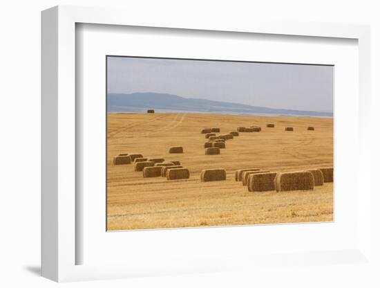 USA, Montana, near Drummond. Bales of hay in a field that has just been harvested.-Tom Haseltine-Framed Photographic Print