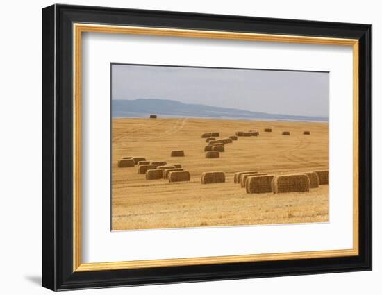 USA, Montana, near Drummond. Bales of hay in a field that has just been harvested.-Tom Haseltine-Framed Photographic Print