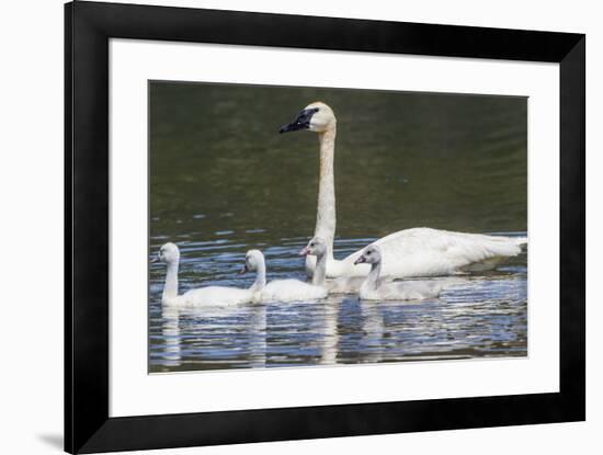 USA, Montana, Red Rock Lakes, Elk Lake, Trumpeter Swan swims with its chicks-Elizabeth Boehm-Framed Premium Photographic Print