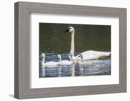 USA, Montana, Red Rock Lakes, Elk Lake, Trumpeter Swan swims with its chicks-Elizabeth Boehm-Framed Photographic Print