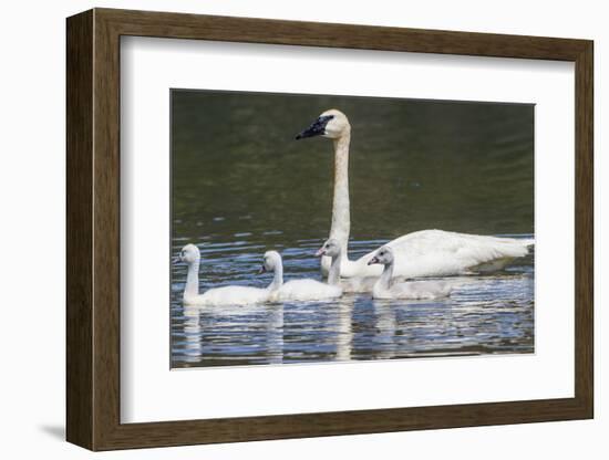 USA, Montana, Red Rock Lakes, Elk Lake, Trumpeter Swan swims with its chicks-Elizabeth Boehm-Framed Photographic Print