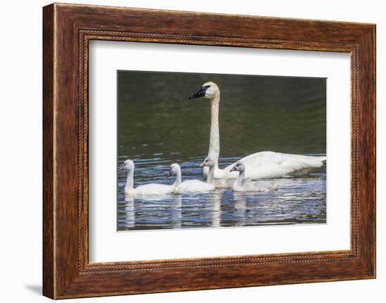 USA, Montana, Red Rock Lakes, Elk Lake, Trumpeter Swan swims with its chicks-Elizabeth Boehm-Framed Photographic Print