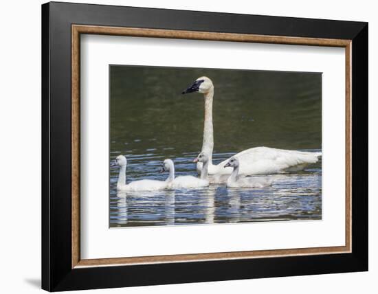 USA, Montana, Red Rock Lakes, Elk Lake, Trumpeter Swan swims with its chicks-Elizabeth Boehm-Framed Photographic Print