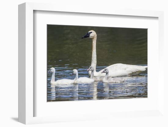 USA, Montana, Red Rock Lakes, Elk Lake, Trumpeter Swan swims with its chicks-Elizabeth Boehm-Framed Photographic Print