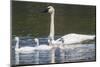 USA, Montana, Red Rock Lakes, Elk Lake, Trumpeter Swan swims with its chicks-Elizabeth Boehm-Mounted Photographic Print