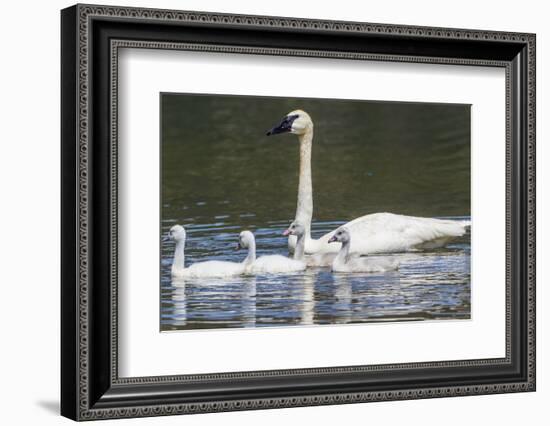 USA, Montana, Red Rock Lakes, Elk Lake, Trumpeter Swan swims with its chicks-Elizabeth Boehm-Framed Photographic Print