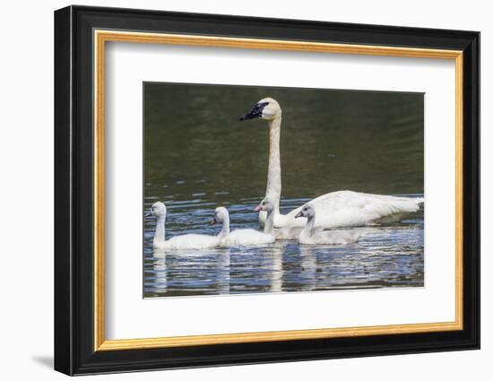 USA, Montana, Red Rock Lakes, Elk Lake, Trumpeter Swan swims with its chicks-Elizabeth Boehm-Framed Photographic Print