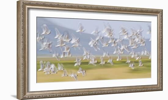 USA, Montana, Red Rock Lakes, Flock of Franklyns Gulls in Flight-Elizabeth Boehm-Framed Photographic Print