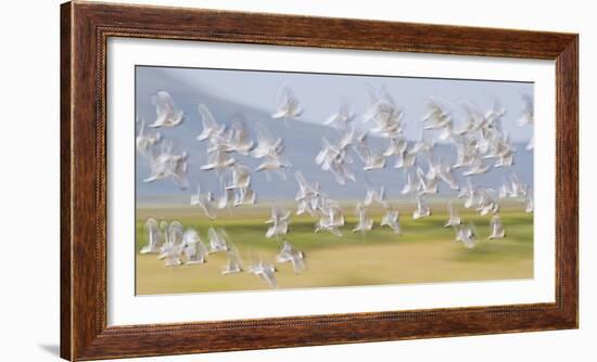 USA, Montana, Red Rock Lakes, Flock of Franklyns Gulls in Flight-Elizabeth Boehm-Framed Photographic Print