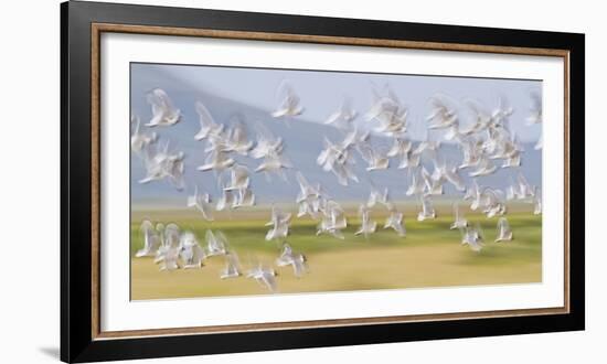 USA, Montana, Red Rock Lakes, Flock of Franklyns Gulls in Flight-Elizabeth Boehm-Framed Photographic Print