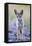 USA, Montana, Red Rock Lakes National Wildlife Refuge, Coyote pup standing in roadway-Elizabeth Boehm-Framed Premier Image Canvas