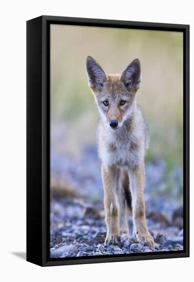 USA, Montana, Red Rock Lakes National Wildlife Refuge, Coyote pup standing in roadway-Elizabeth Boehm-Framed Premier Image Canvas