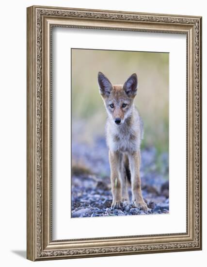 USA, Montana, Red Rock Lakes National Wildlife Refuge, Coyote pup standing in roadway-Elizabeth Boehm-Framed Photographic Print